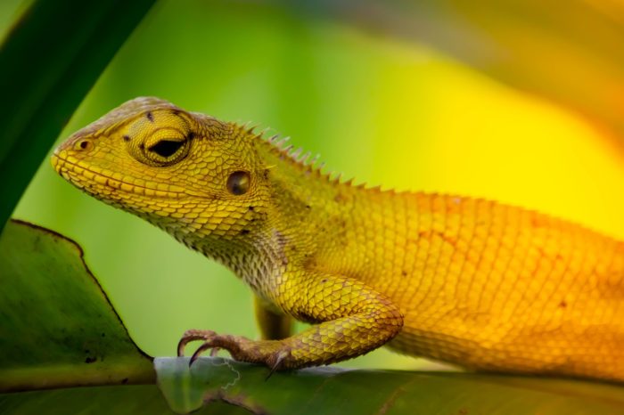 Chameleon sitting on a leaf